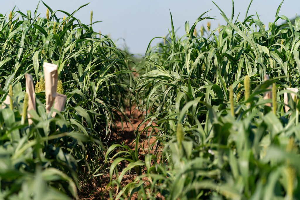 Closeup of a field of sorghum plants