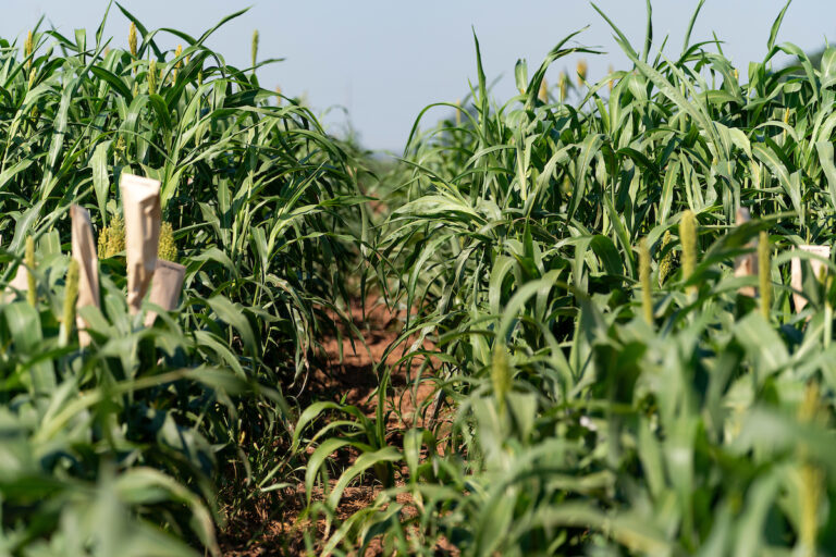 A field with rows of green sorghum plants