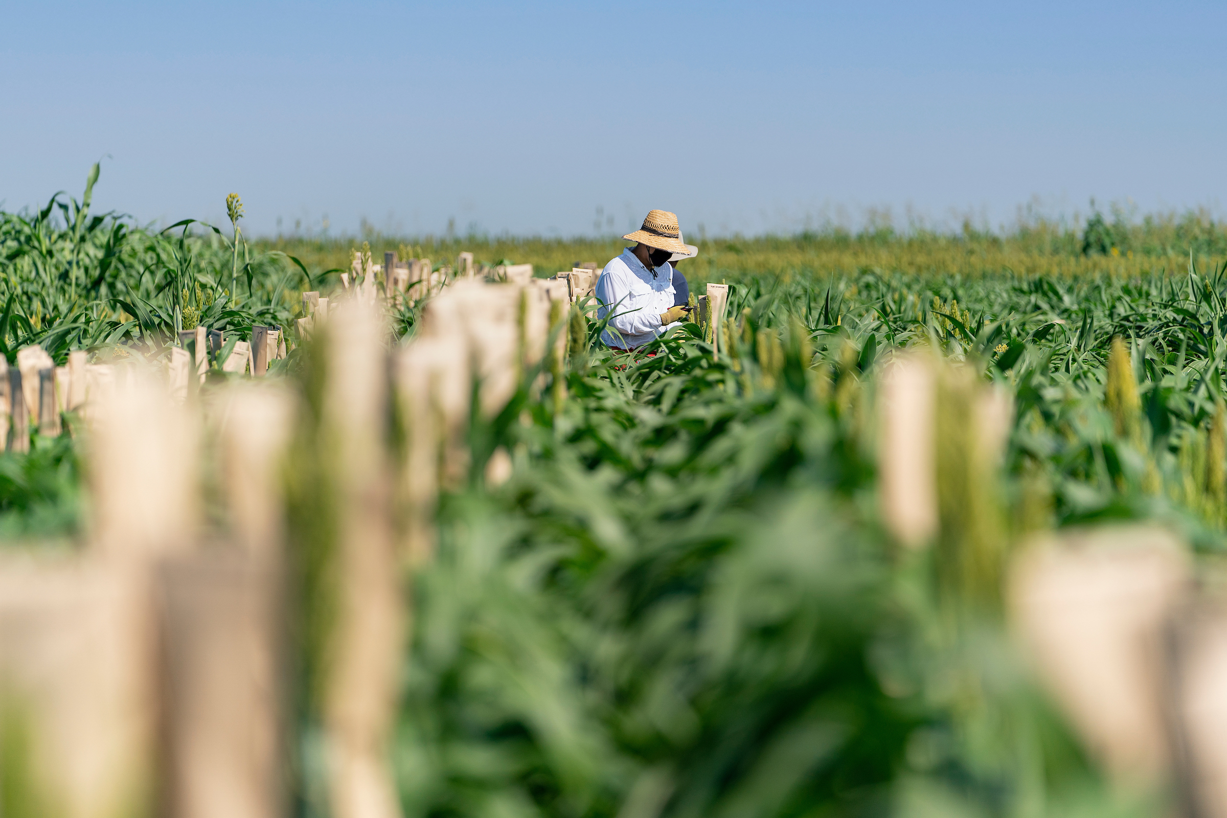 Man standing in the middle of a corn field.