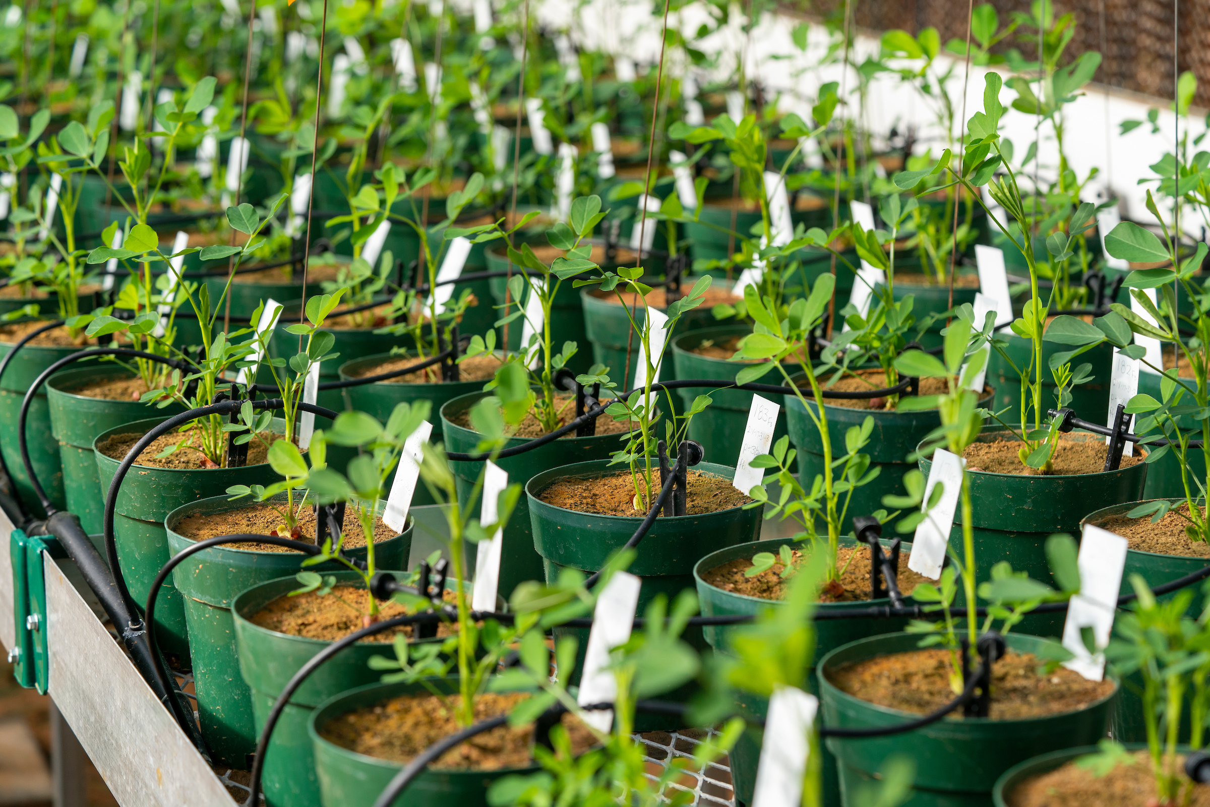 Rows of potted plants connected to an irrigation system