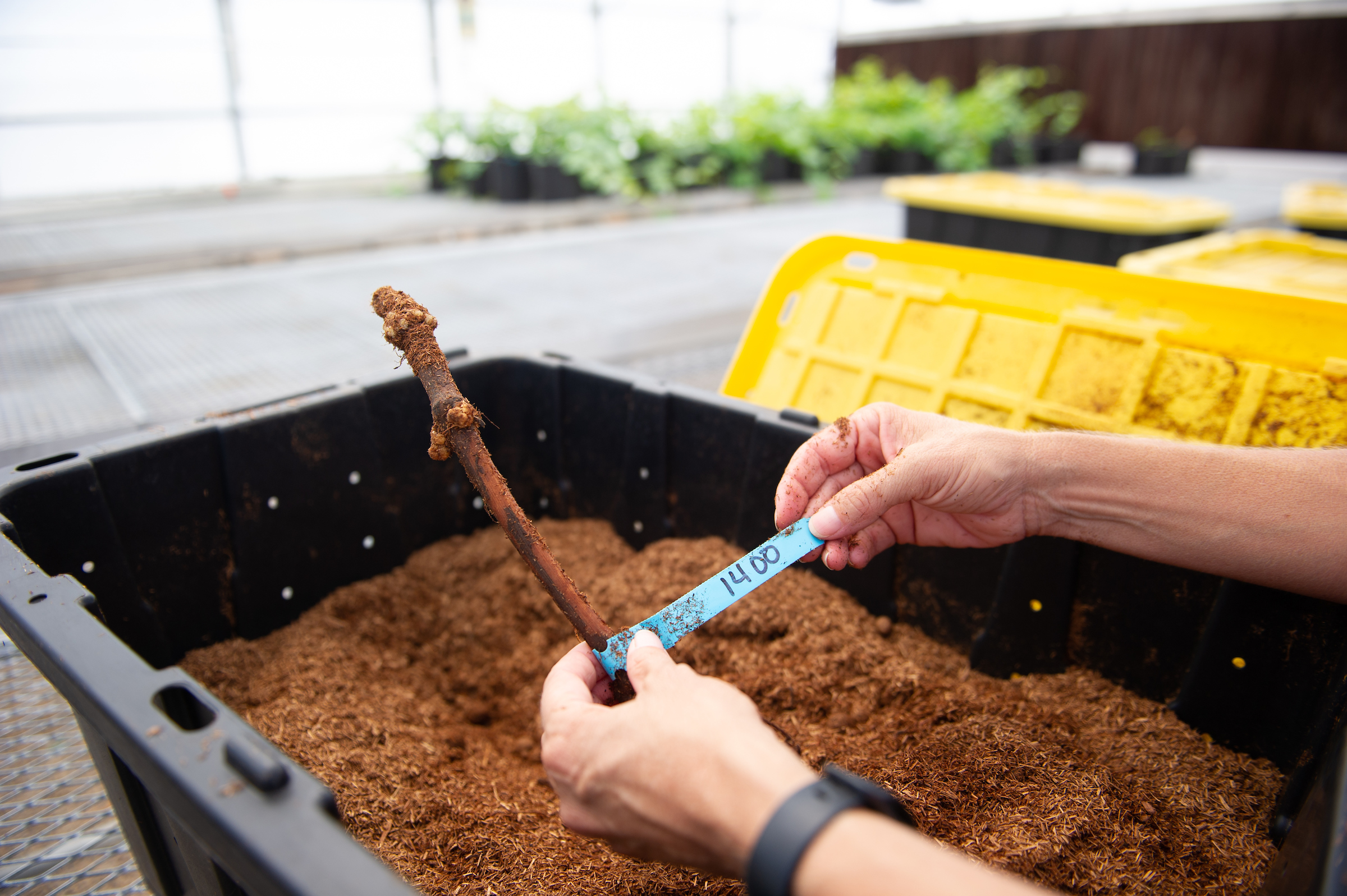 Someone holds a piece of blue paper above a box filled with soil and a stick