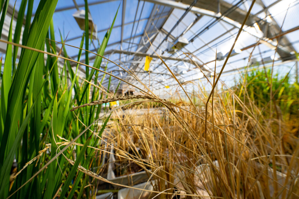 green and tan grass in building with glass roof