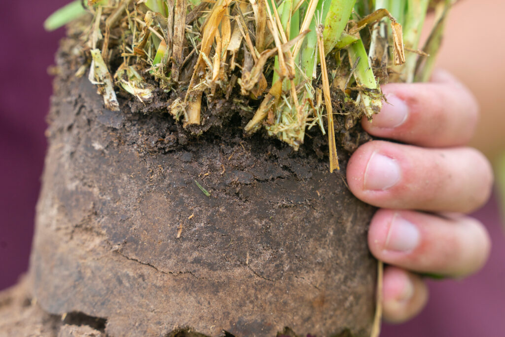 person holding piece of turf