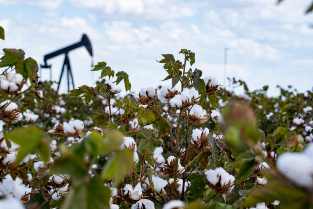 Cotton field in the foreground with an oil pumpjack in the background